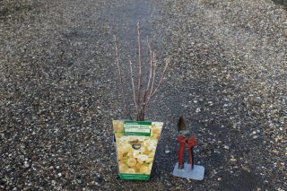 Pot 2L hauteur moyenne 20/40 cm (hors pot)
