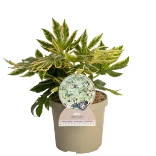 Pot 3,5L