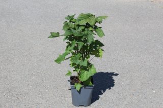 Pot 2L hauteur moyenne 20/40 cm (hors pot)