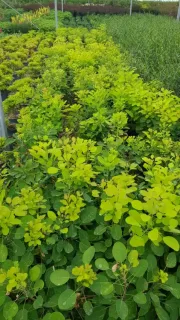 Arbre à perruque 'Golden lady' (Cotinus coggygria) — massif dense d’arbustes au feuillage vert clair · Pot 3L Touffe