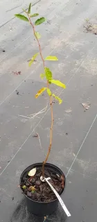 Chalef d'automne (Eleagnus umbellata) — jeune plant élancé aux feuilles clairsemées en pot · Pot 2.5L