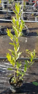 Thé du paraguay (Ilex paraguariensis) — jeune arbuste vert en pot sur sol de pépinière · Pot 2.5L