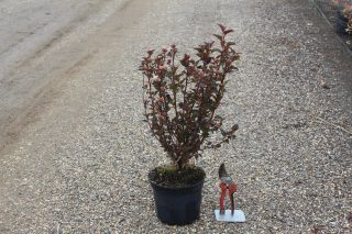Pot 3L hauteur moyenne 40/60 cm (hors pot)