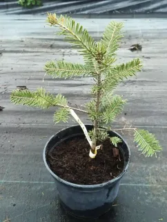 Sapin de vancouver (Abies grandis) — jeune conifère en pot sur sol de pépinière · Pot 2.5L