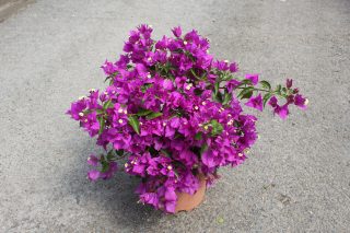 Pot 6L
