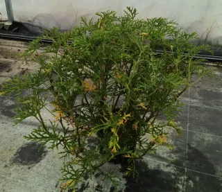 Géranium au parfum de citron (Pelargonium radens) — plante buissonnante au feuillage très découpé · Pot 3L