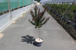 Pot 7.5L MTI