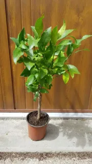 Citronnier 'Lunario' (Citrus limon) — jeune arbuste en pot au feuillage dense · Pot 1.5L Tige