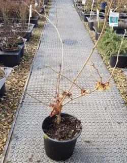 Hamamélis de chine 'Pallida' (Hamamelis mollis) — arbuste nu en pot noir sur allée de pépinière · Pot 3L