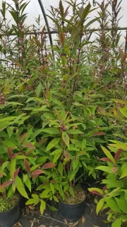 Arbre aux bonbons (Callicarpa kwangtungensis) — arbuste dense aux feuilles vertes et pourpres, fructification · Pot 8L Touffe