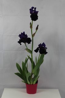 Pot 2,5L