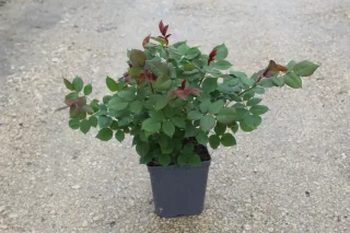 Pot 5L