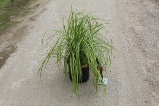 Pot 3L