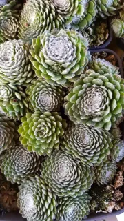 Joubarbe à rosette vert et blanc au centre 'Cotton candy' (Sempervivum) — gros plan de rosettes vertes aux centres blancs · Pot 2.5L
