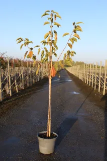 Pot 12L Formé en demi-tige (tige 130 cm) – Hauteur 175/200 cm (hors pot)