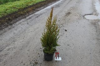 Pot 2,5L hauteur moyenne 60/80 cm (hors pot)