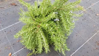 Romarin 'Pointe du raz' (Rosmarinus officinalis) — touffe dense avec fins rameaux et petites fleurs · Pot 3L Touffe