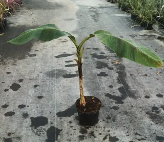 Bananier du sikkim 'Darjeeling' (Musa sikkimensis) — jeune plant élancé en pot noir sur dalle · Pot 6L