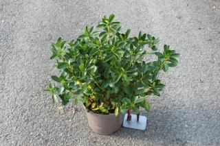 Azalée japonaise 'Schneewittchen blanc' (Azalea japonica) — Pot 3L