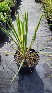 Yucca 'Bright edge' (Yucca filamentosa) — jeune plant à longues feuilles vertes marginées · Pot 3L