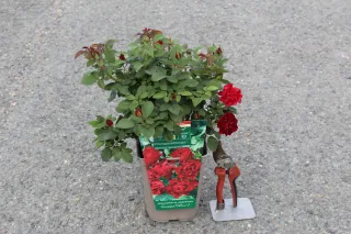 Rosier 'Hommage a barbara' (Rosa hybrida) — jeune arbuste fleuri en pot rectangulaire · Pot 3L