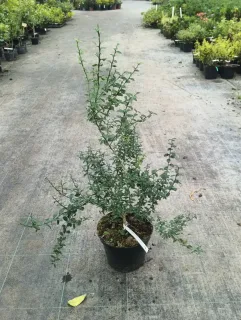 Citronnier caviar 'Pink crystal' (Citrus australasica) — arbuste ramifié au feuillage vert en pot noir · Pot 6L Touffe