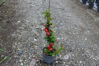 Pot 3L hauteur moyenne 40/60 cm (hors pot)
