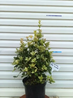 Osmanthe à feuilles variables 'Tricolor' (Osmanthus heterophyllus) — arbuste au feuillage panaché en pot noir · Pot 3L Touffe