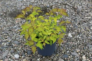 Arbre aux faisans 'Golden lanterns' (Leycesteria formosa) — jeune arbuste en pot noir sur gravier · Pot 3L