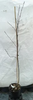 Amélanchier nain (Amelanchier spicata) — jeune tige ligneuse nue tuteurée sur fond clair · Pot 3L Baliveau