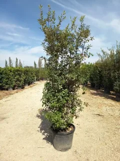 Chêne vert (Quercus ilex) — grand arbuste en pot sur allée de pépinière · Pot 50L