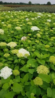 Hortensia de virginie 'Annabelle blanc' (Hydrangea arborescens) — massif dense de boules fleuries claires · Pot 8L Touffe