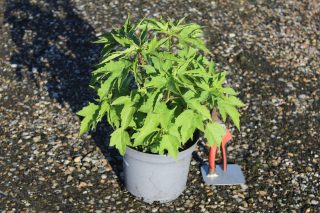 Pot 3L