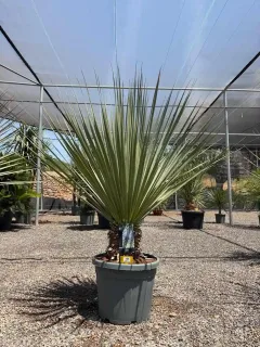 Noisetier 'La siberica' (Nolina hibernica) — grand sujet graphique en pot sur graviers · Pot 45L