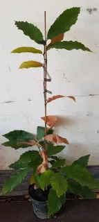 Châtaigner d’henry (Castanea henryi) — jeune plant dressé aux feuilles vertes et sèches · Pot 3L Baliveau