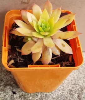 Joubarbe à rosette jaune orangé 'Gold nugget' (Sempervivum) — jeune plante succulente jaune en pot orange · Godet