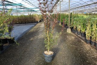 Pot 7.5L