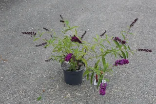 Arbre aux papillons 'rouge royal' (Buddleia davidii) — arbuste en pot aux grappes de fleurs violettes · Pot 3L