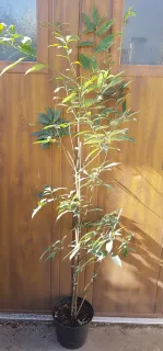 Chêne bleu du japon (Quercus glauca) — jeune arbre élancé en pot devant palissade · Pot 6L Baliveau