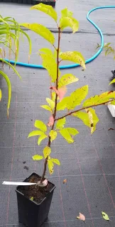 Merisier des oiseaux (Prunus avium) — jeune plant en pot sur toile de culture · Pot 2L Baliveau