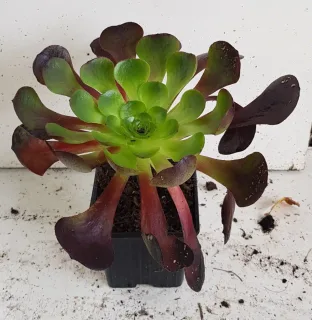 Succulente 'Surreal destiny' (Semponium) — rosette charnue bicolore en pot de culture · Godet