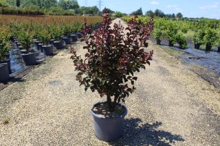 Pot 15L Touffe