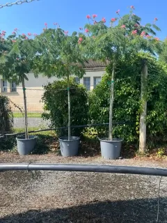 Arbre à soie Ombrella boubri (Albizia) — trois jeunes arbres en pot alignés dehors · Pot 90L Tige 14/16