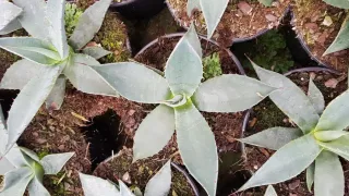 Agave applanata — rosette de feuilles épaisses en pot de culture · Pot 2.5L