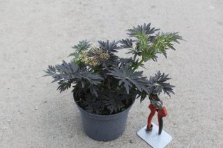 Pot 3L
