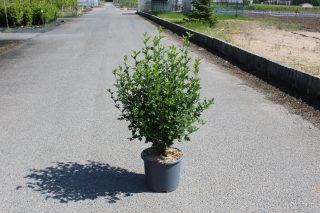 Pot 15L