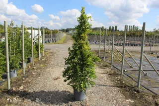 Glycine 'Black dragon' (Wisteria floribunda) — grand plant grimpant tuteuré dans allée de pépinière · Pot 15L