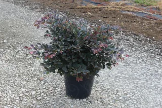 Pot 7.5L