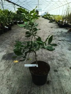Pot 5L sur Volka - Tigette