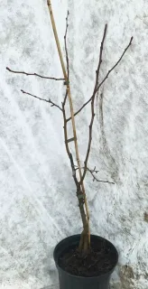 Poirier 'Beurre diel' (Pyrus communis) — jeune arbuste nu attaché à un tuteur · Pot 6L